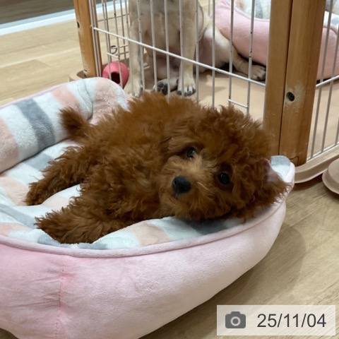 トイ・プードルの写真