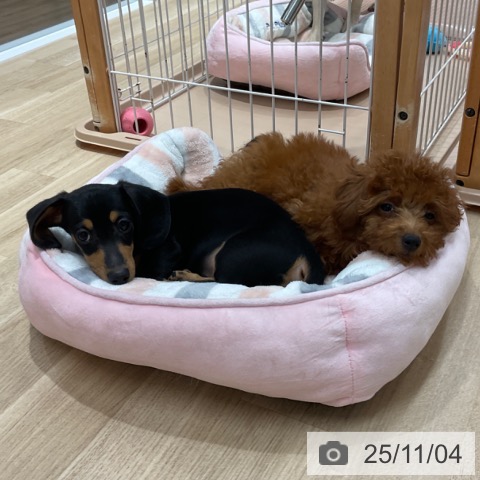 トイ・プードルの写真