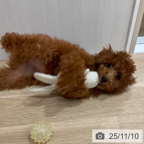 トイ・プードルの写真