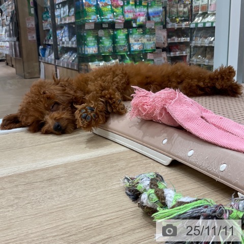 トイ・プードルの写真