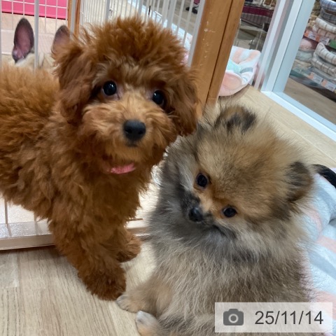 トイ・プードルの写真