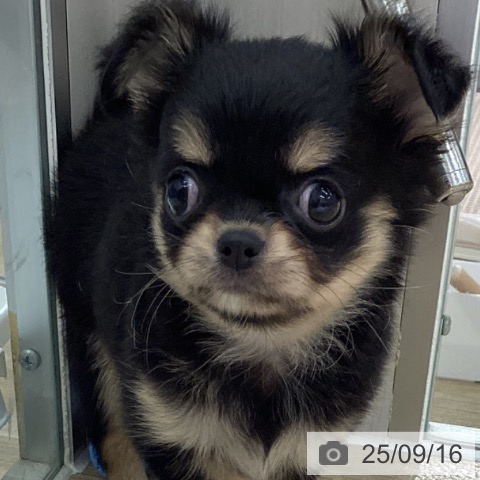 チワワの写真