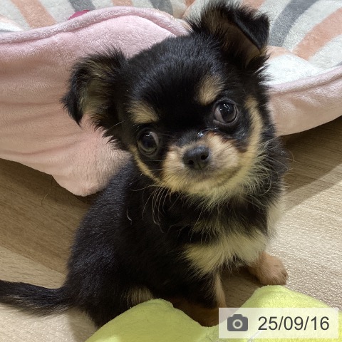 チワワの写真