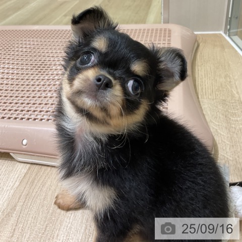 チワワの写真