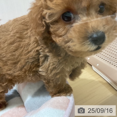 トイ・プードルの写真