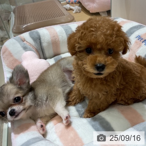 トイ・プードルの写真