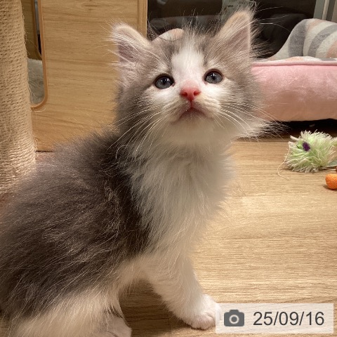 ノルウェージャンフォレストキャットの写真