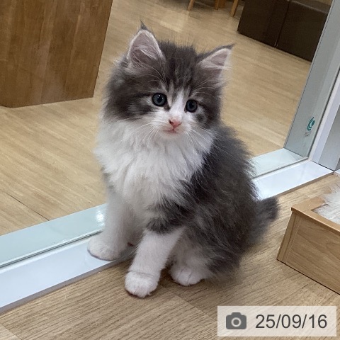 ノルウェージャンフォレストキャットの写真