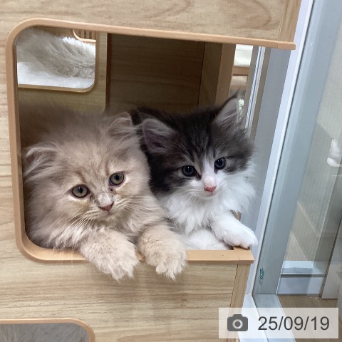 ノルウェージャンフォレストキャットの写真