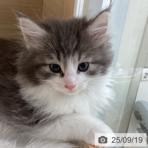 ノルウェージャンフォレストキャットの写真