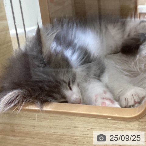 ノルウェージャンフォレストキャットの写真