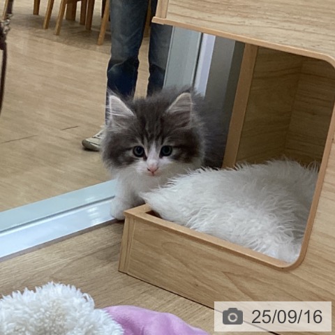 ノルウェージャンフォレストキャットの写真