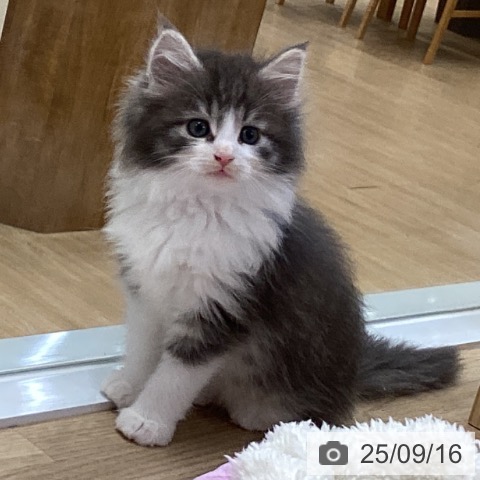 ノルウェージャンフォレストキャットの写真