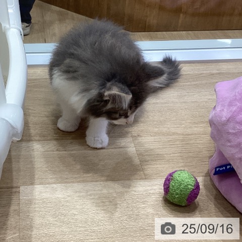 ノルウェージャンフォレストキャットの写真