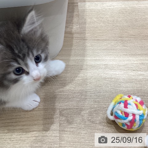 ノルウェージャンフォレストキャットの写真