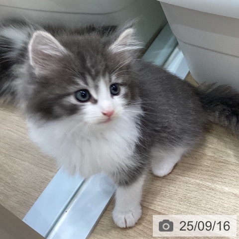 ノルウェージャンフォレストキャットの写真