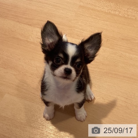 チワワの写真