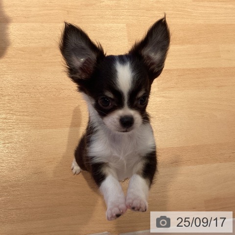 チワワの写真