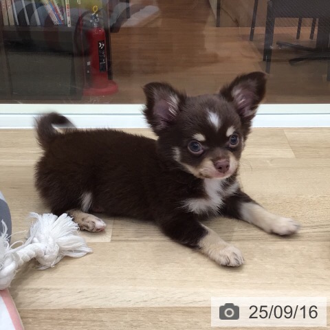 チワワの写真