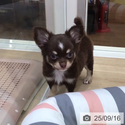 チワワの写真