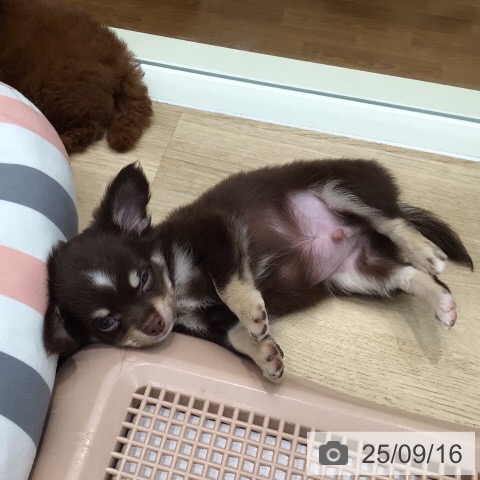 チワワの写真