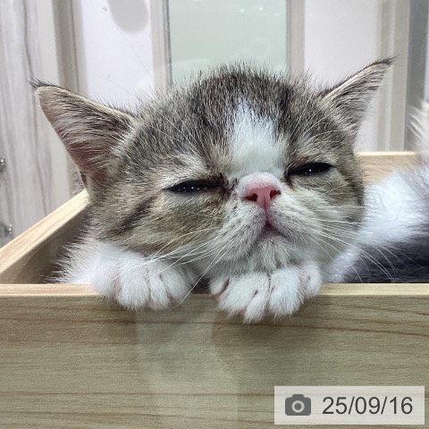 エキゾチックの写真