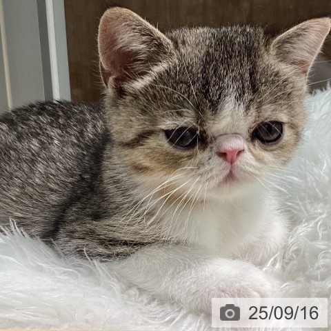 エキゾチックの写真