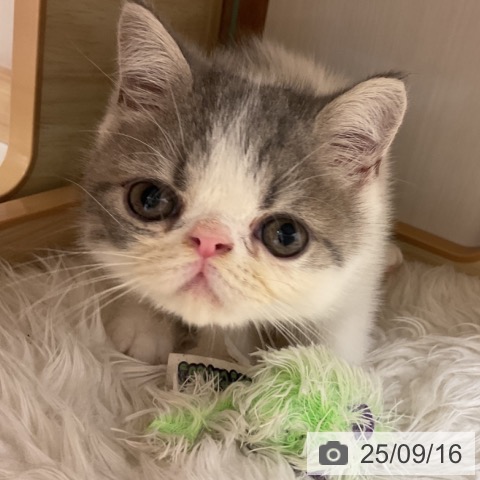 エキゾチックの写真