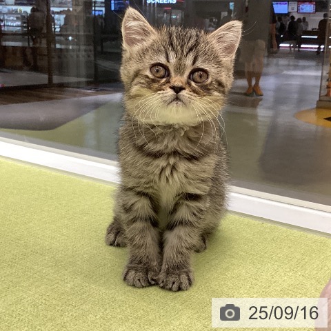 エキゾチックの写真