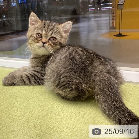 エキゾチックの写真