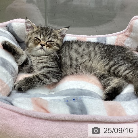 エキゾチックの写真