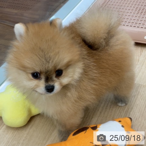 ポメラニアンの写真