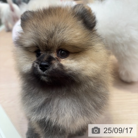 ポメラニアンの写真