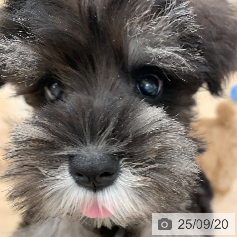 ミニチュア・シュナウザーの写真