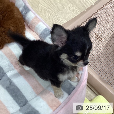 チワワの写真