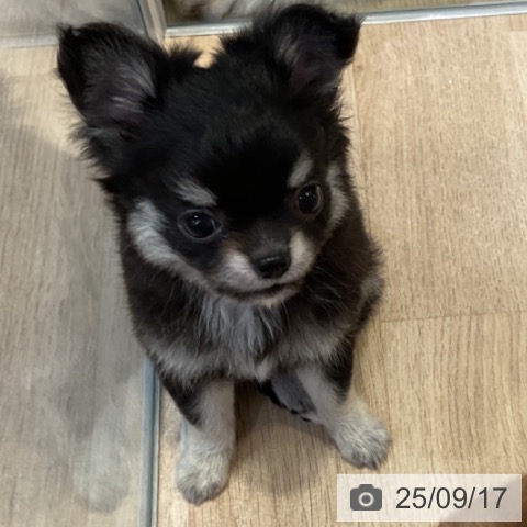 チワワの写真