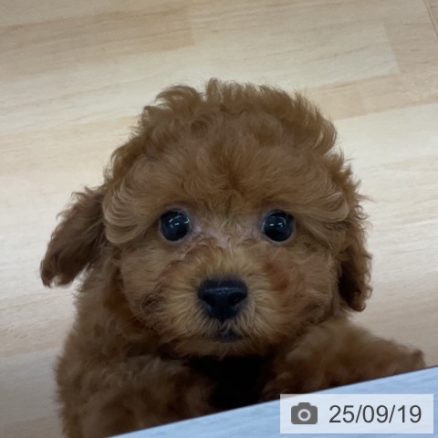 トイ・プードルの写真