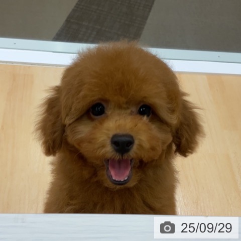 トイ・プードルの写真