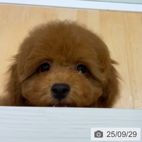 トイ・プードルの写真