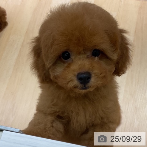 トイ・プードルの写真