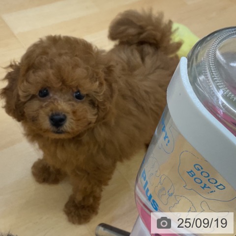 トイ・プードルの写真