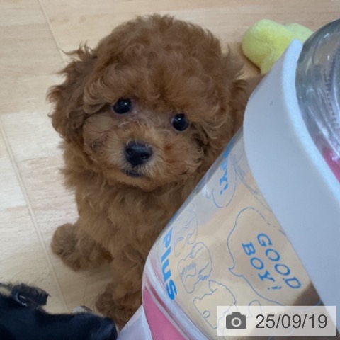 トイ・プードルの写真