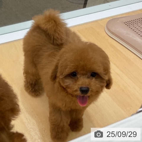 トイ・プードルの写真