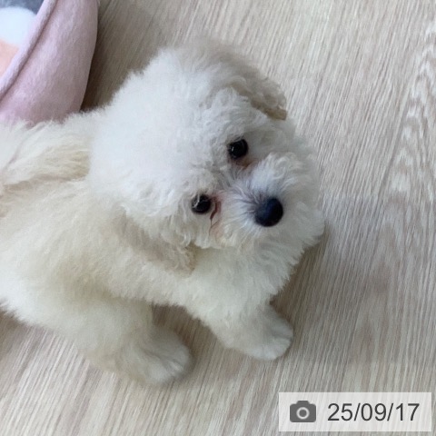 トイ・プードルの写真
