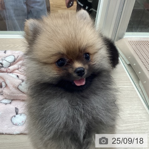 ポメラニアンの写真