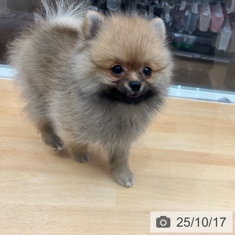 ポメラニアンの写真