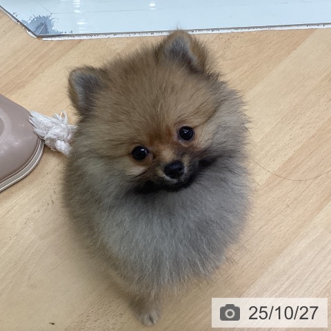 ポメラニアンの写真