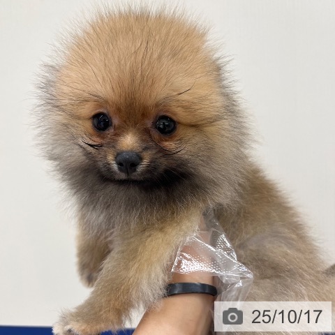 ポメラニアンの写真