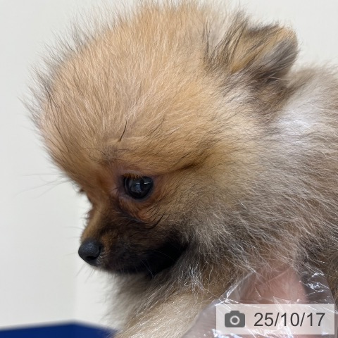 ポメラニアンの写真