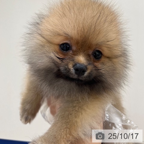 ポメラニアンの写真